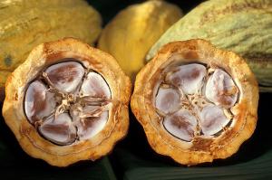 picture of cocoa beans in a cacao pod